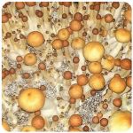 Псилоцибиновые (галлюциногенные)  грибы Psilocybin "Golden Teacher" в Козловке
