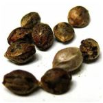 Семена марихуаны АК-47  (Seeds AK-47) в Козловке